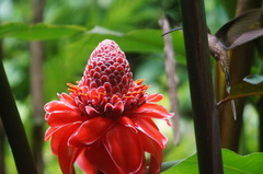 Phaethornis mexicanus