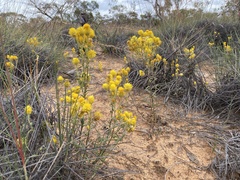 Waitzia acuminata acuminata