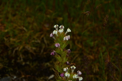 Triphysaria versicolor