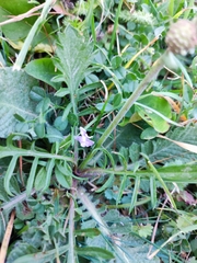 Sixalix atropurpurea