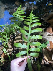 Woodwardia areolata