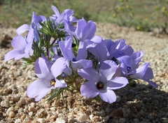 Linanthus parryae