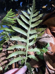 Woodwardia areolata