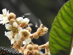 Syntomeida melanthus