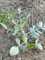Errazurizia benthamii