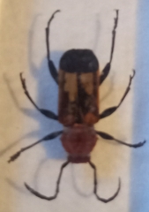 Euryphagus maxillosus