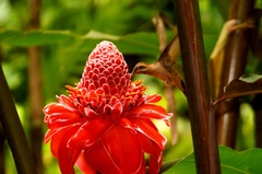 Phaethornis mexicanus