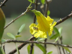 Diadasia