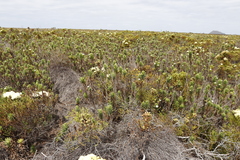 Osmitopsis asteriscoides