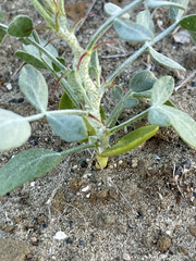 Errazurizia benthamii