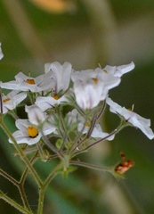 Solanum concinnum