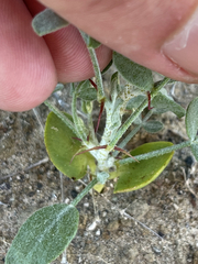 Errazurizia benthamii