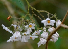 Solanum concinnum