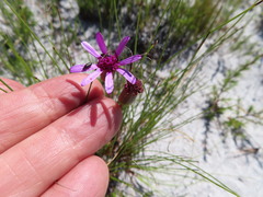 Senecio speciosus