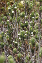 Osmitopsis asteriscoides