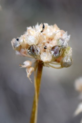 Allium marschalianum