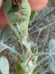 Errazurizia benthamii