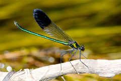 Calopteryx aequabilis
