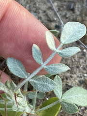 Errazurizia benthamii