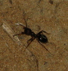 Anoplolepis