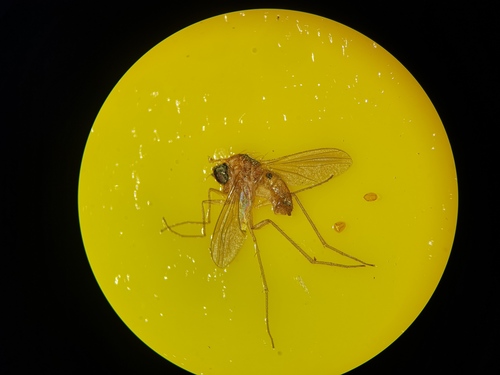 Xanthochlorus galbanus