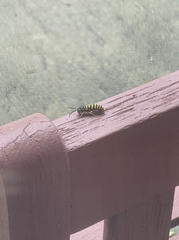 Vespula