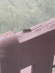 Vespula