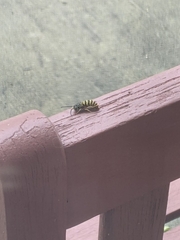 Vespula
