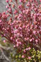 Erica spumosa