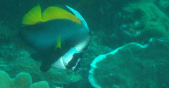 Heniochus singularius