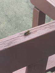 Vespula