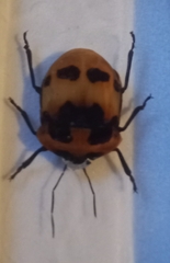 Poecilocoris latus