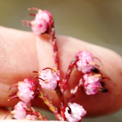 Erica spumosa