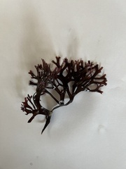 Chondrus crispus