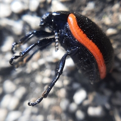 Chrysolina gypsophilae