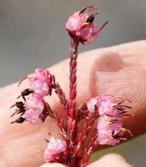 Erica spumosa