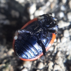 Chrysolina gypsophilae
