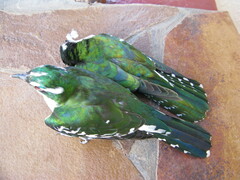 Chrysococcyx caprius