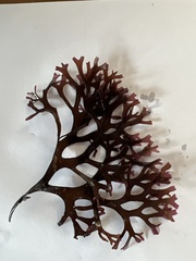 Chondrus crispus