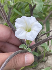 Datura arenicola