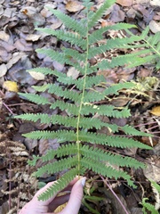 Amauropelta noveboracensis