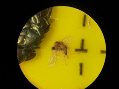 Elaphropeza ephippiata