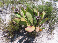 Protea acaulos