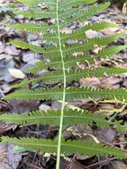 Amauropelta noveboracensis