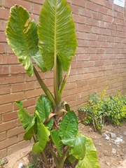 Alocasia macrorrhizos