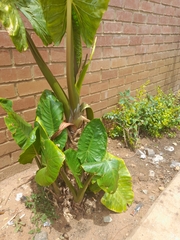 Alocasia macrorrhizos