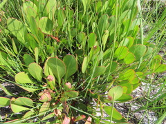 Protea acaulos