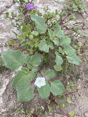 Datura arenicola