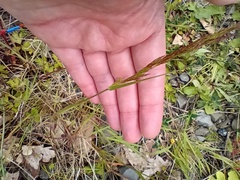 Alopecurus myosuroides