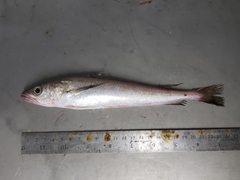 Merluccius bilinearis